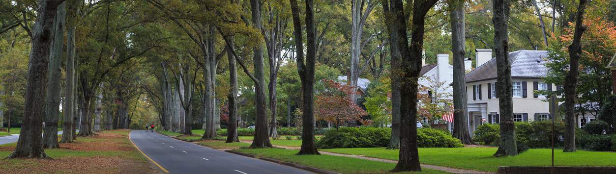 Queens Road West in Myers Park in the fall with tall Willow Oaks