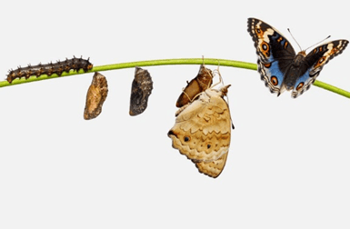 A caterpillar, a chrysalis and a butterfly on the stem of a plant